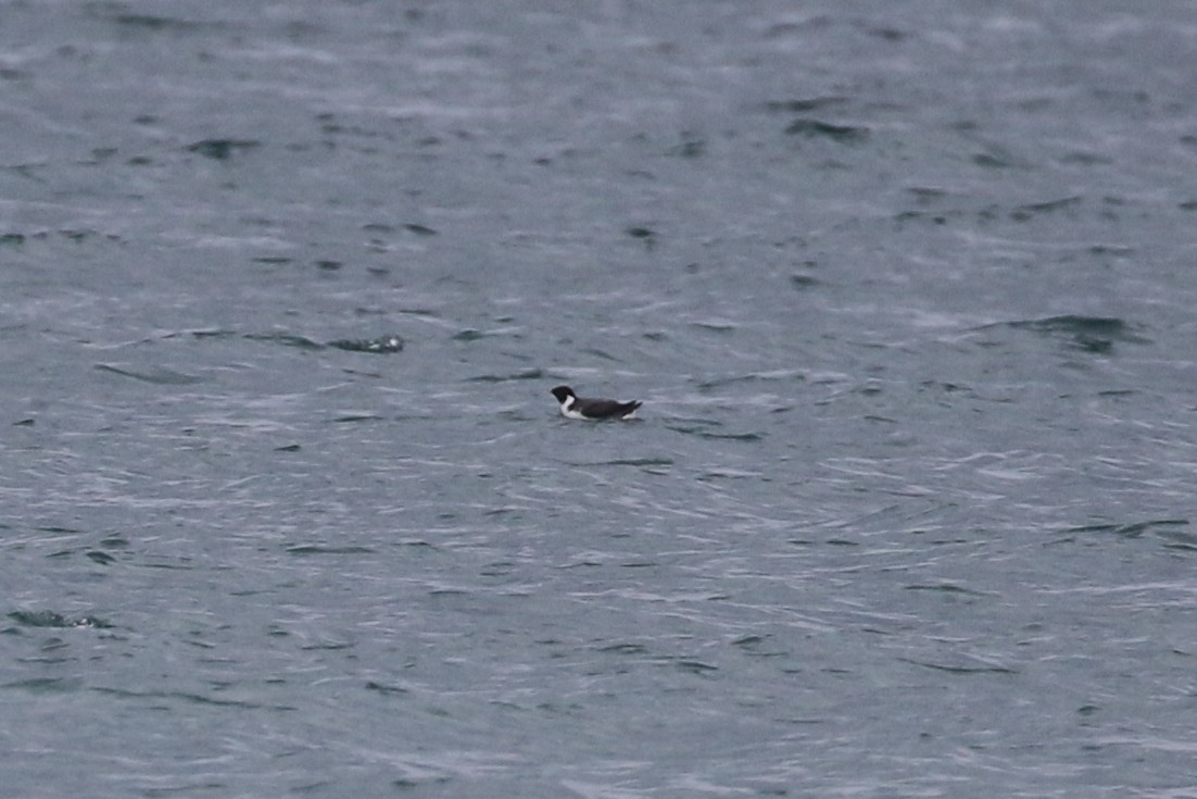 Ancient Murrelet - ML293397761