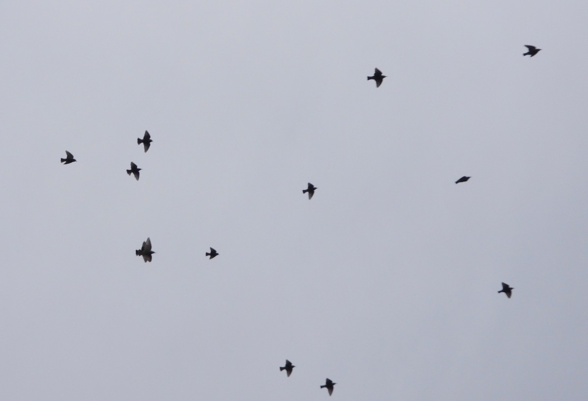 Хар тодол - ML293397791