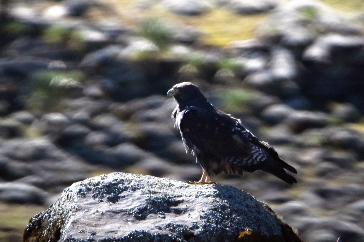 Augur Buzzard (Augur) - ML293397801