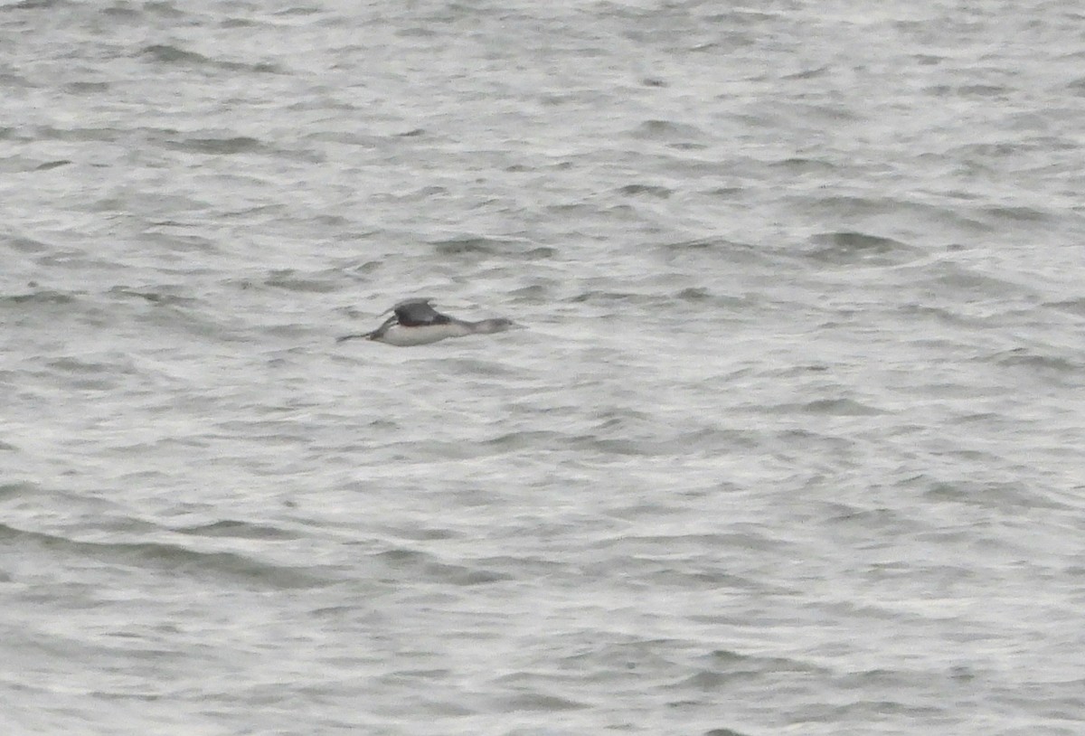 Red-throated Loon - ML293398121