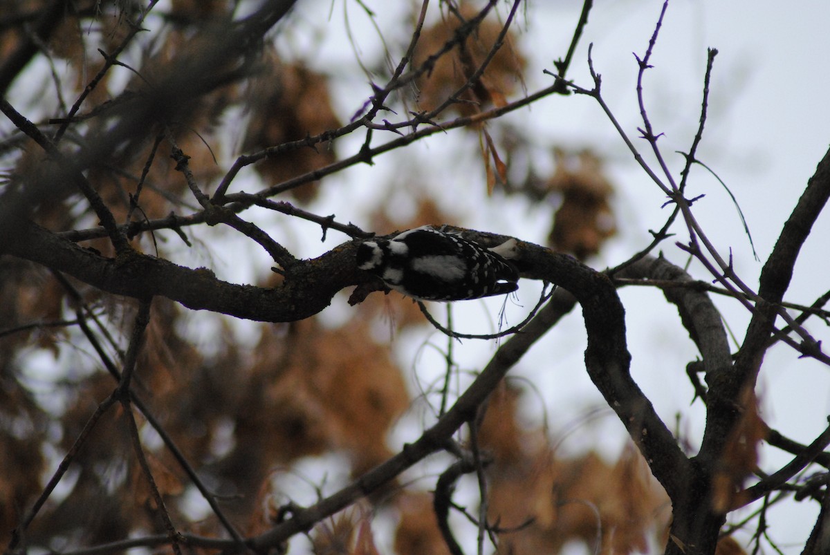 Downy Woodpecker - ML293398171