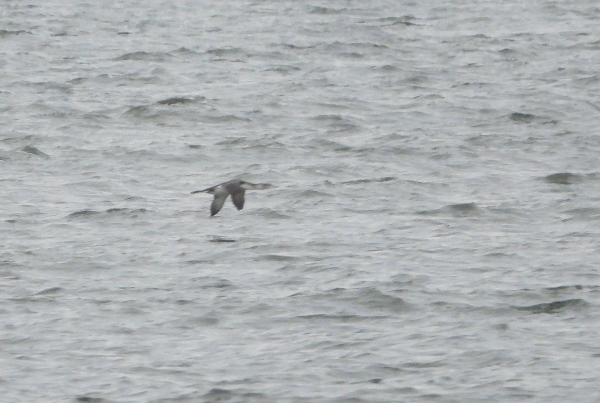 Red-throated Loon - ML293398201