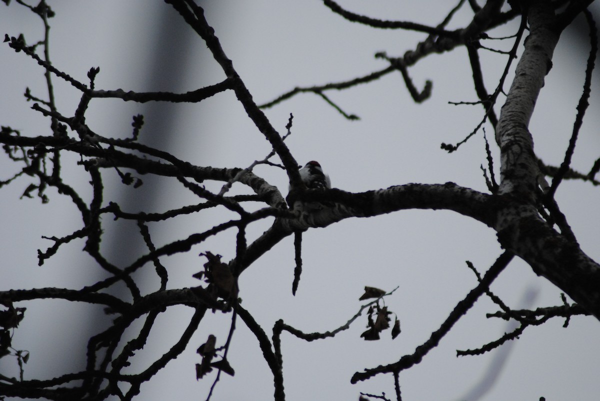 Downy Woodpecker - ML293398931