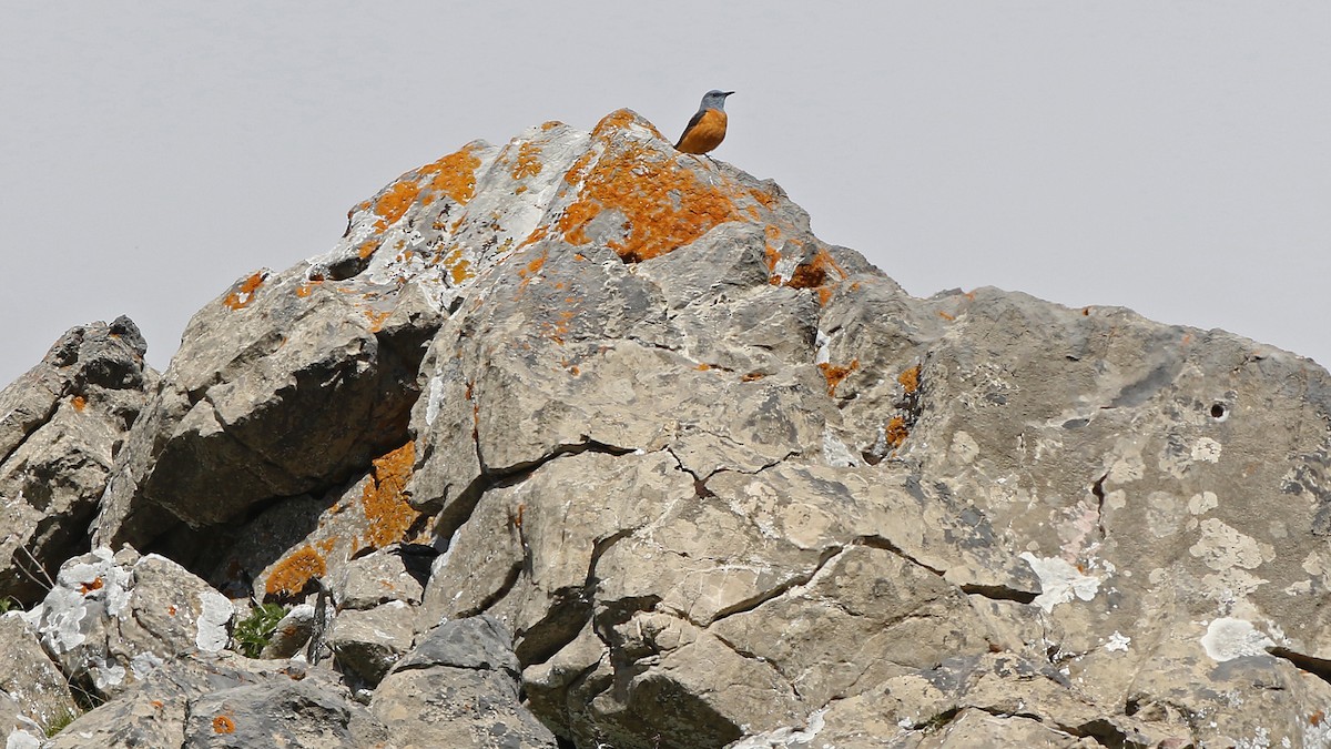 Rufous-tailed Rock-Thrush - Daniel Jauvin