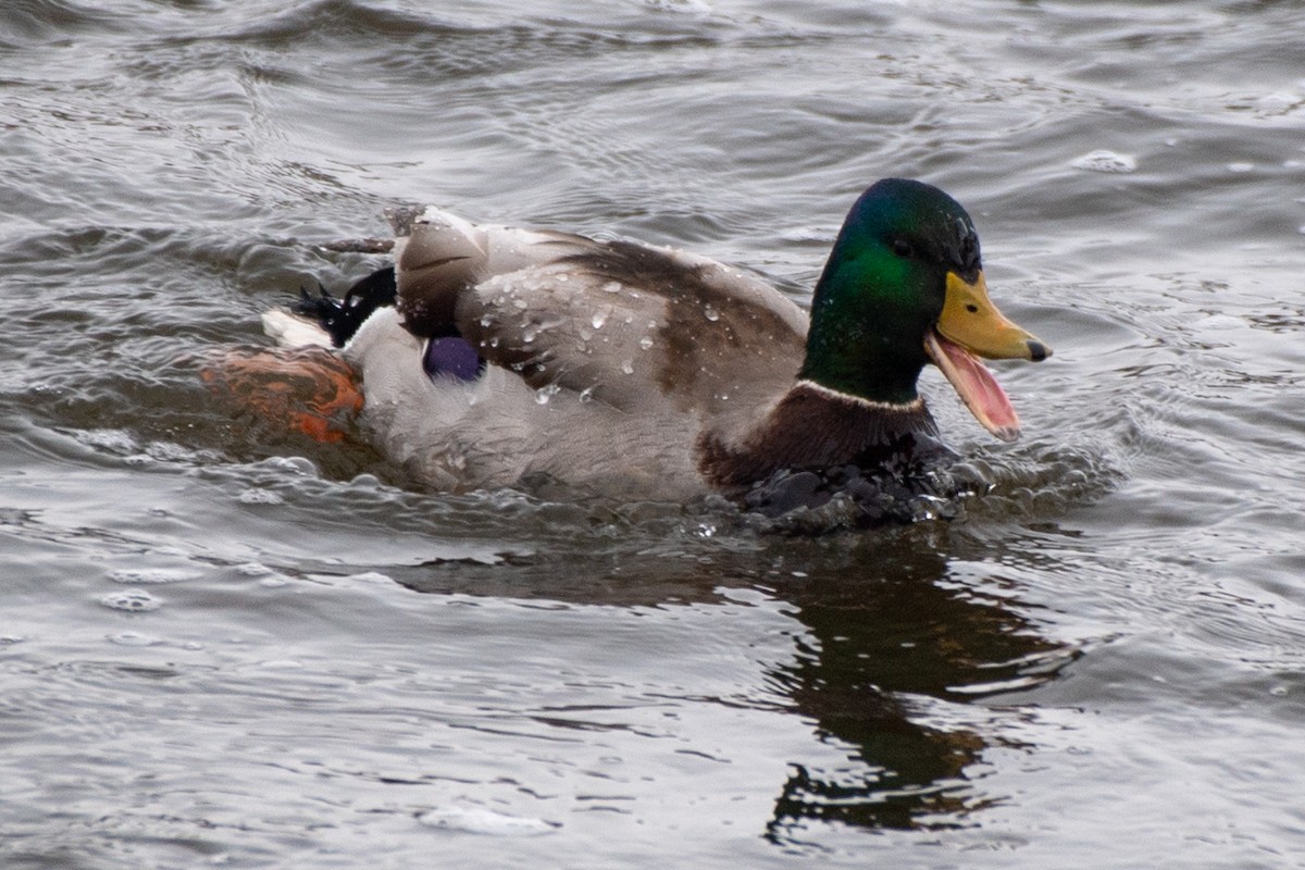 Mallard - Bill Tollefson