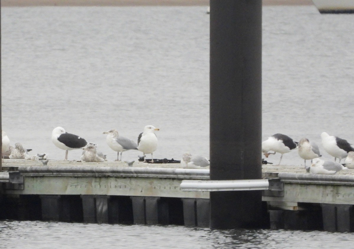 Great Black-backed Gull - Indira Thirkannad