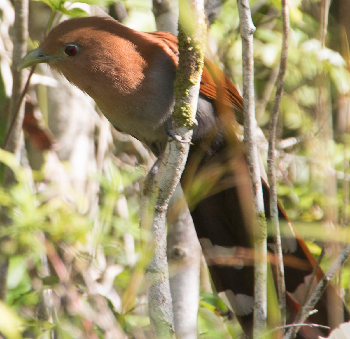 Squirrel Cuckoo - ML293400071