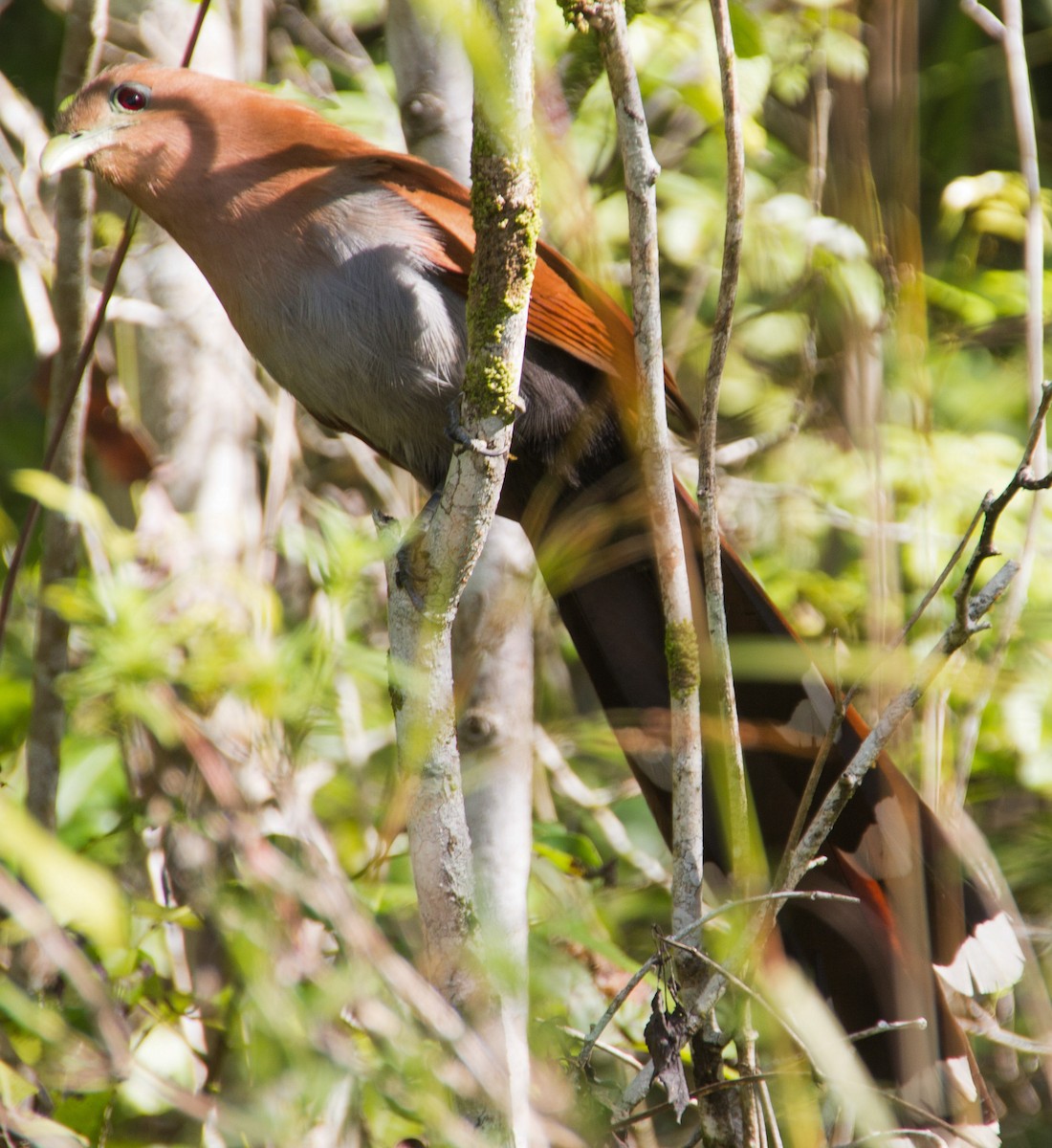 Squirrel Cuckoo - ML293400111