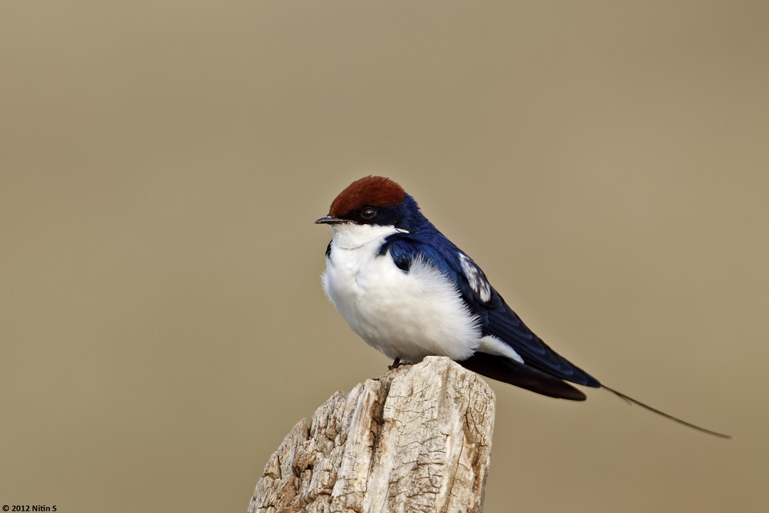 Wire-tailed Swallow - ML293400381