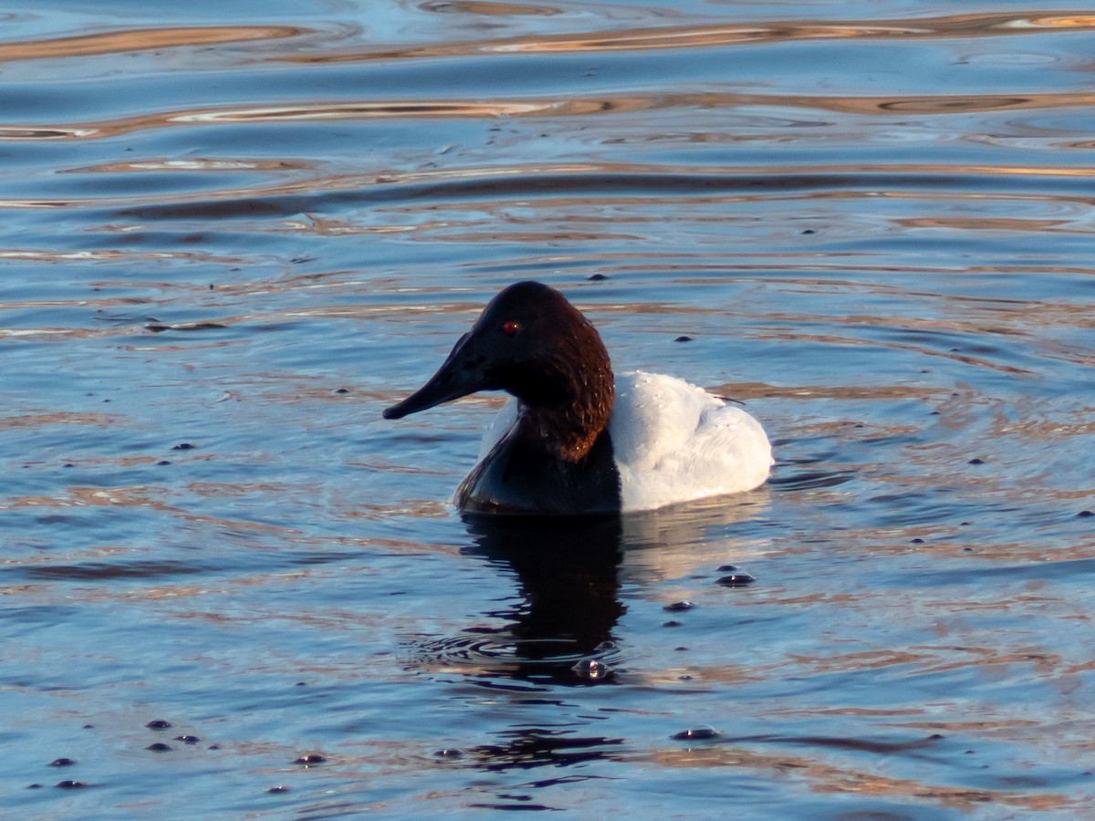 Canvasback - Scott O'Donnell