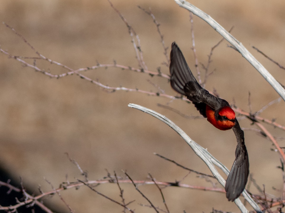 Vermilion Flycatcher - Scott O'Donnell