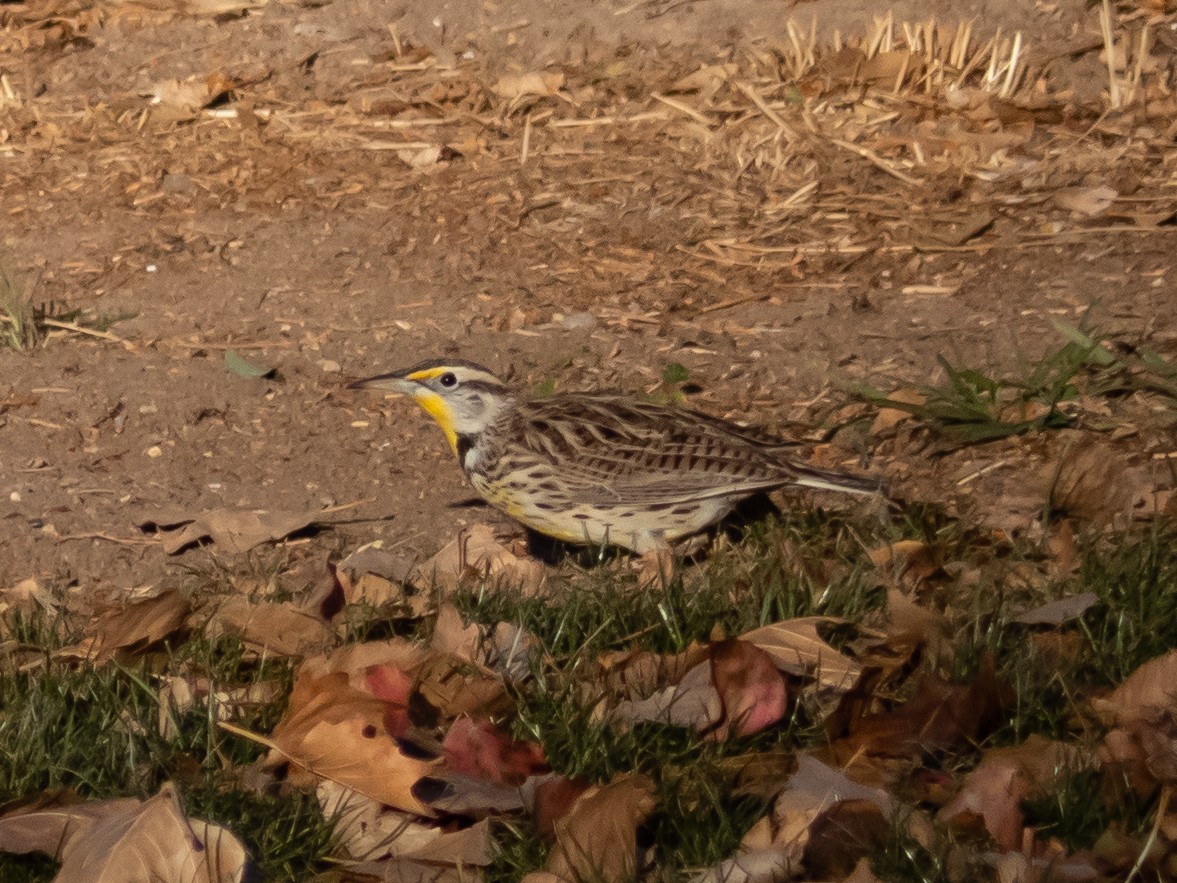 Western Meadowlark - Scott O'Donnell