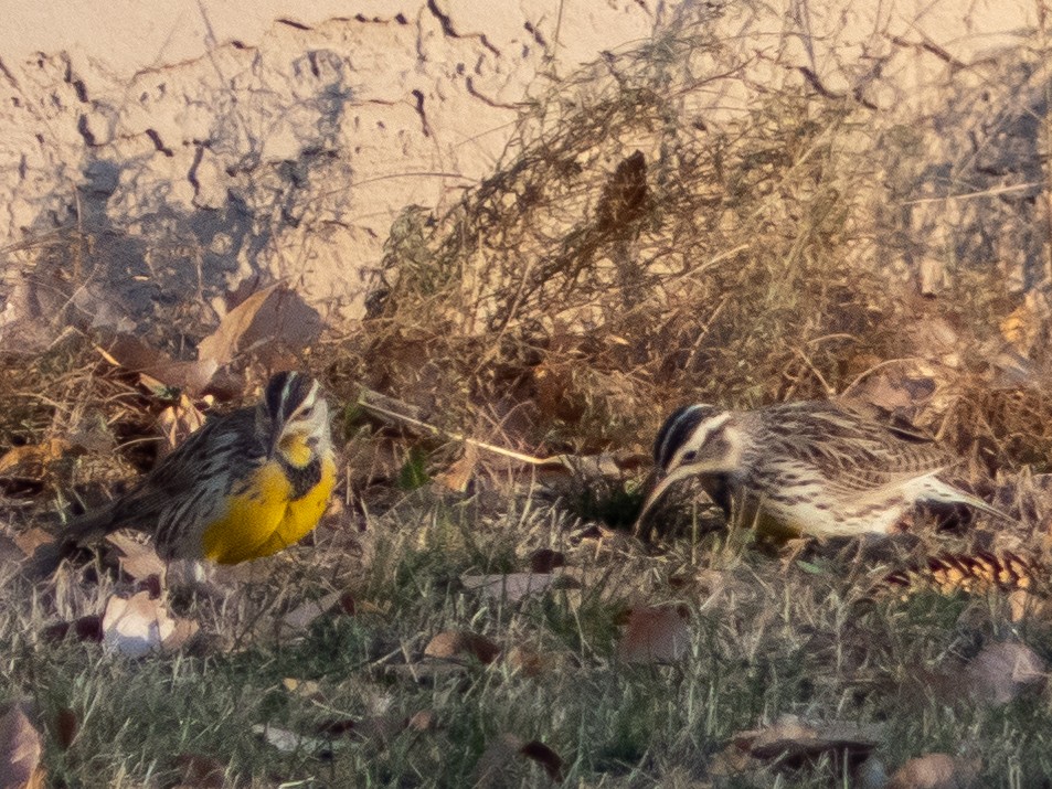 Chihuahuan Meadowlark - Scott O'Donnell