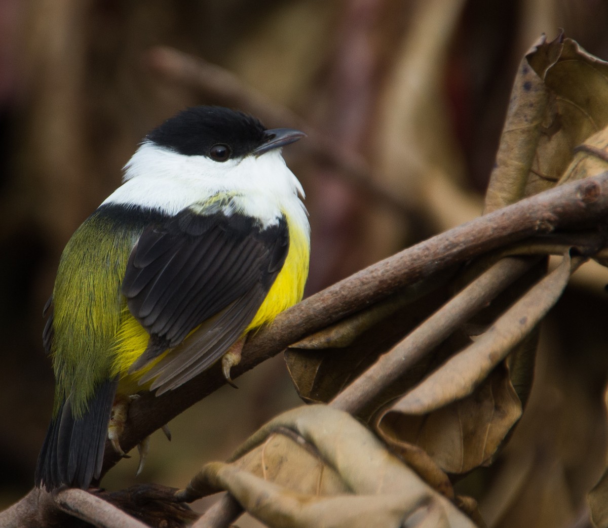 White-collared Manakin - Victor Gamez