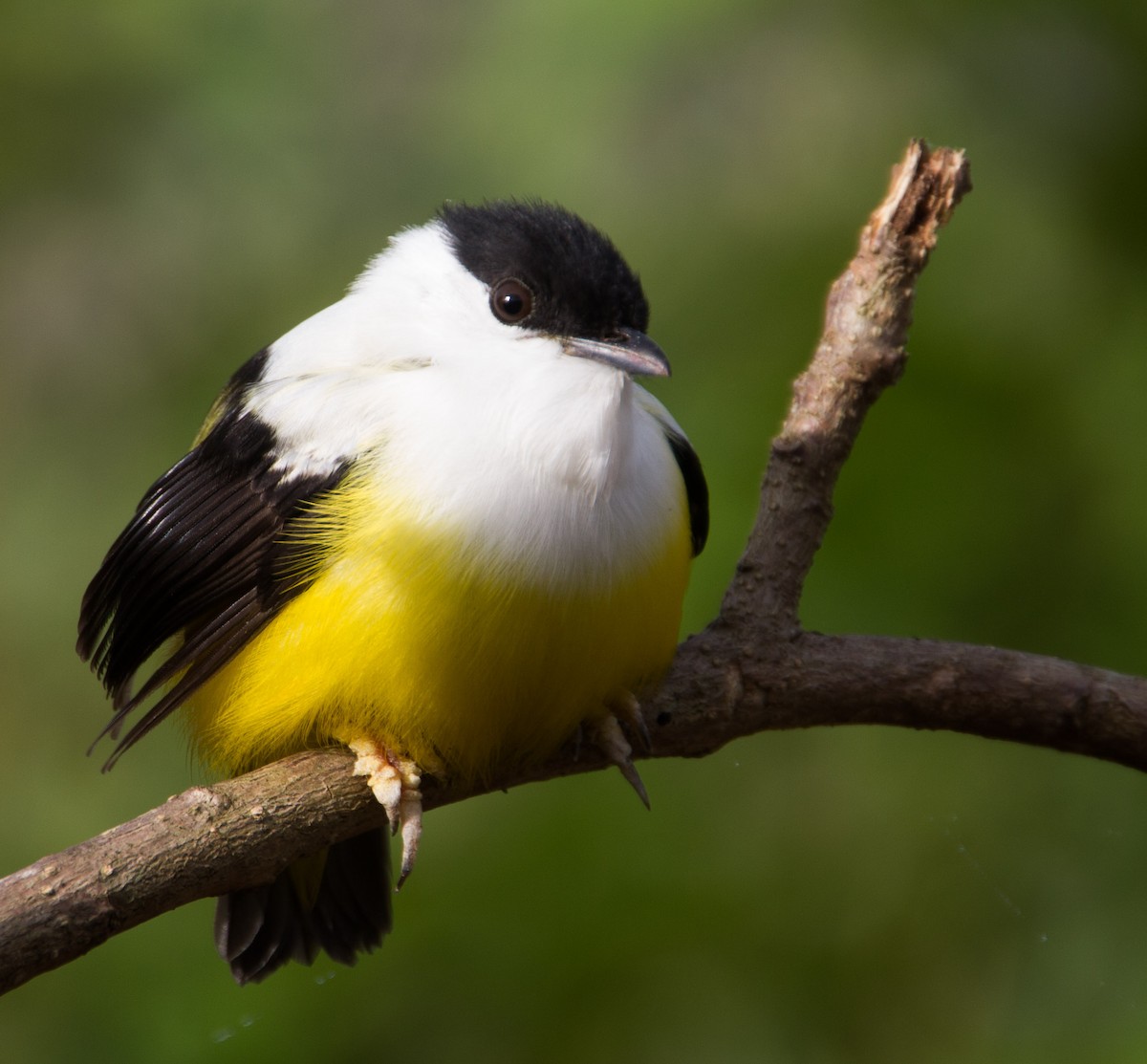 White-collared Manakin - Victor Gamez