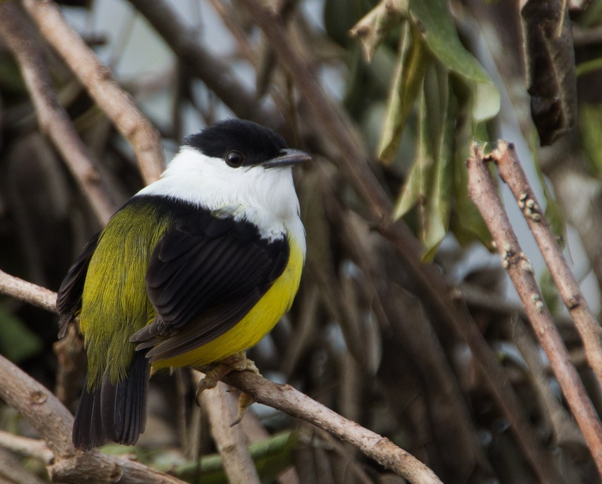 White-collared Manakin - Victor Gamez