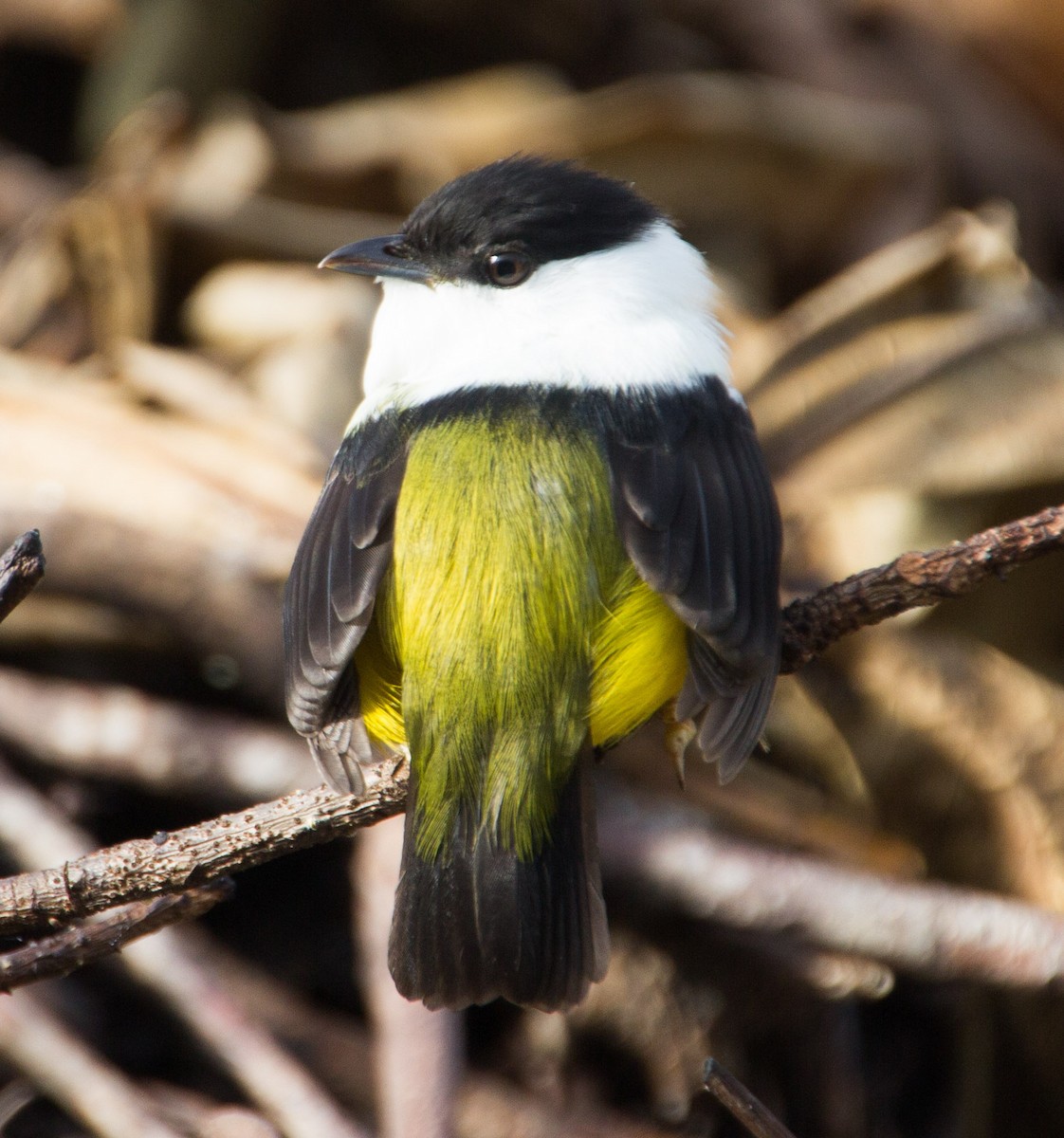 White-collared Manakin - ML293402541