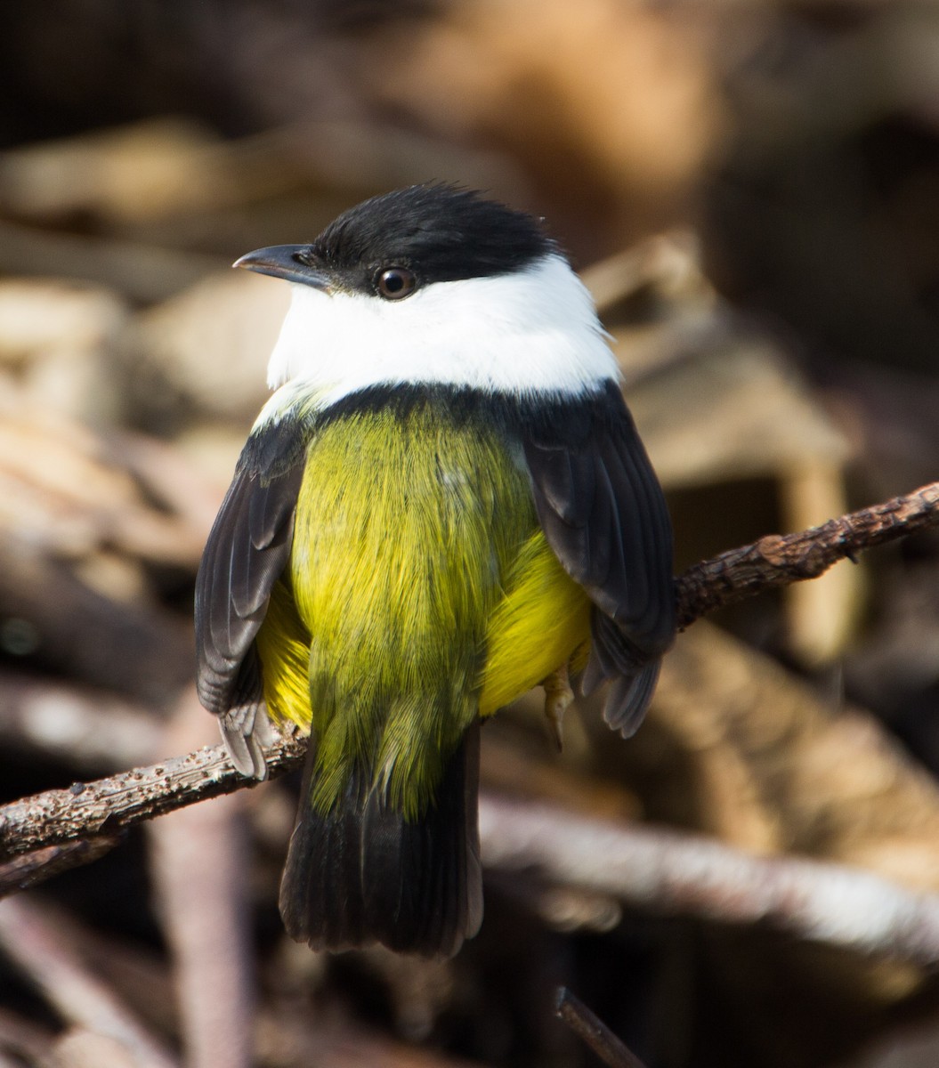 White-collared Manakin - Victor Gamez