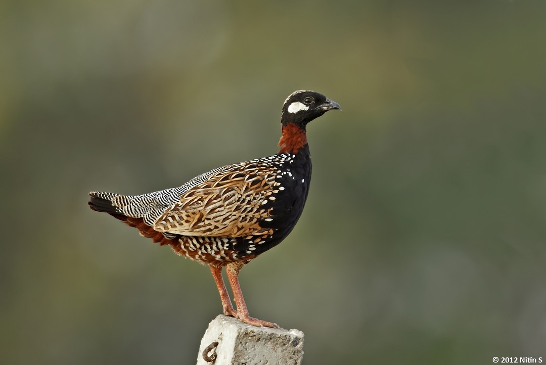 Black Francolin - ML293402841