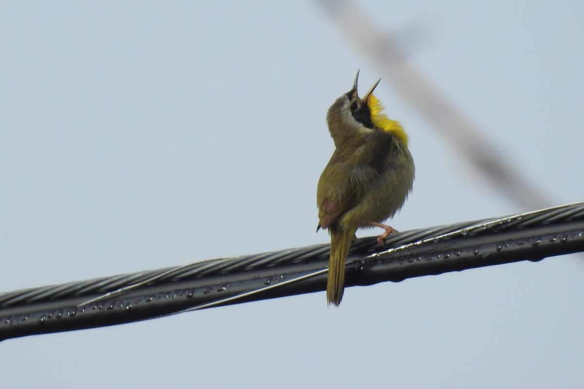 Common Yellowthroat - ML29340431