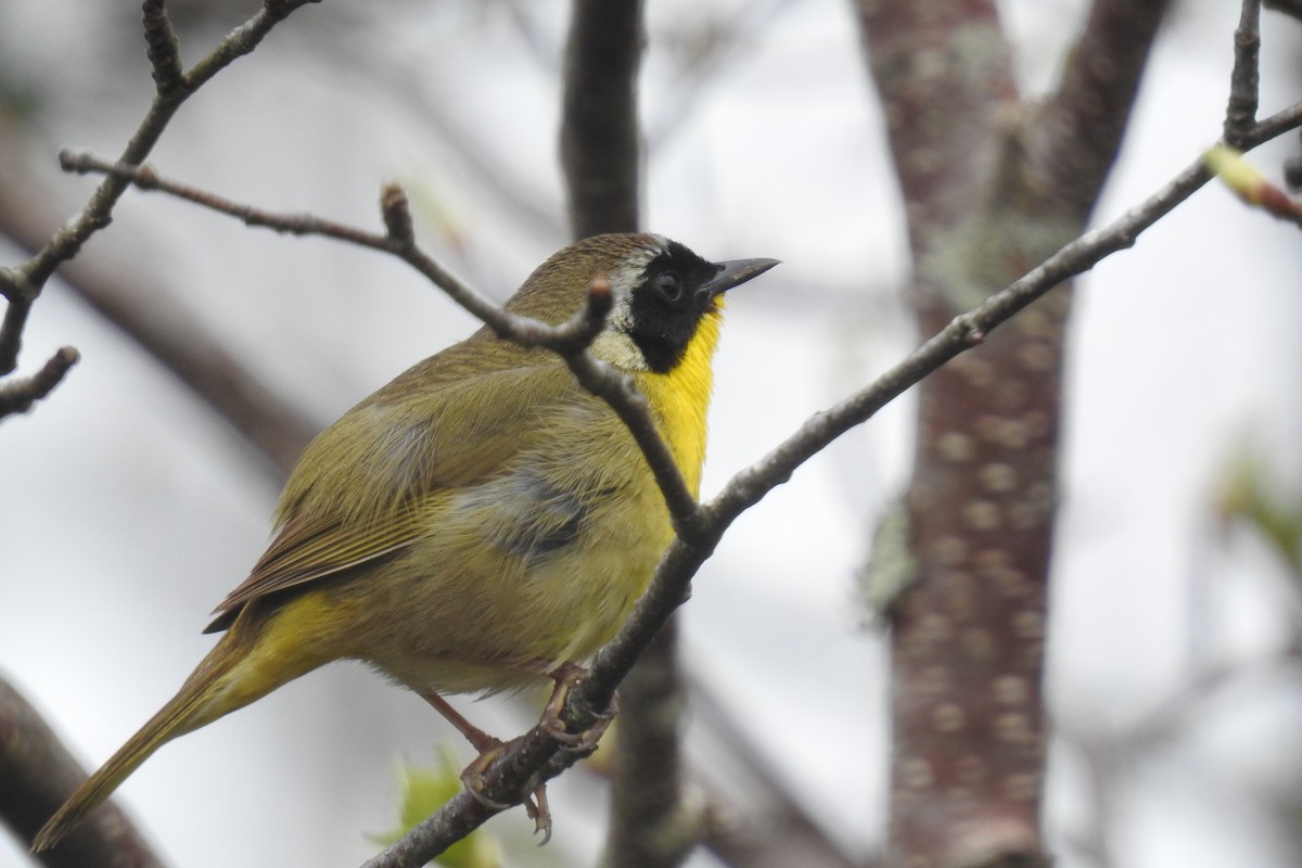 Common Yellowthroat - ML29340471