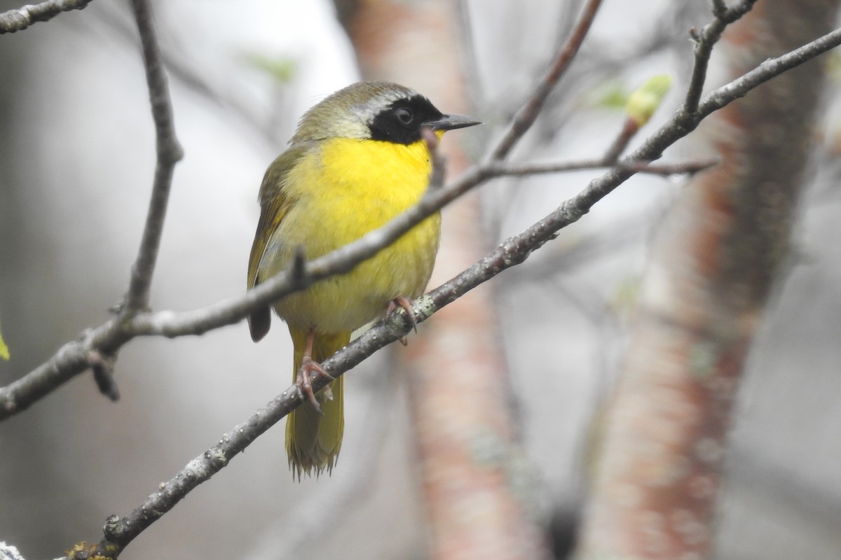 Common Yellowthroat - ML29340481