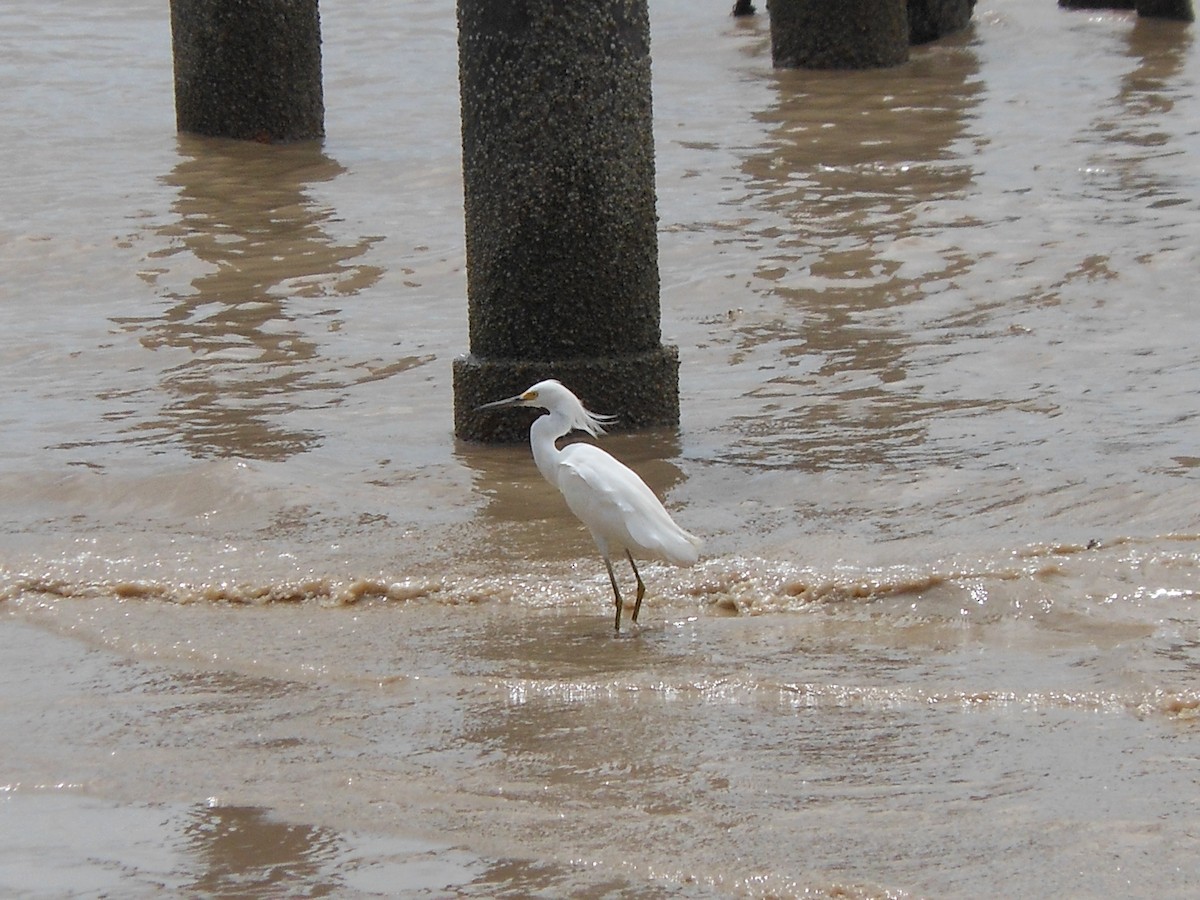 Snowy Egret - ML293405461