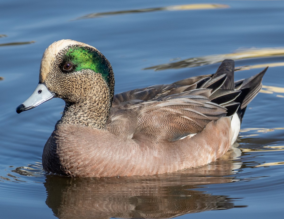 American Wigeon - ML293406301