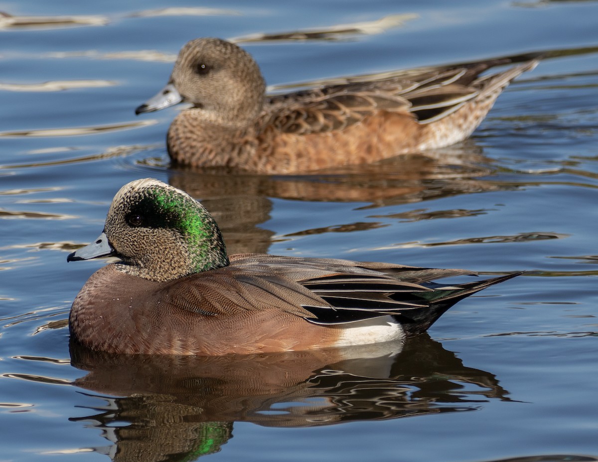 American Wigeon - ML293406351