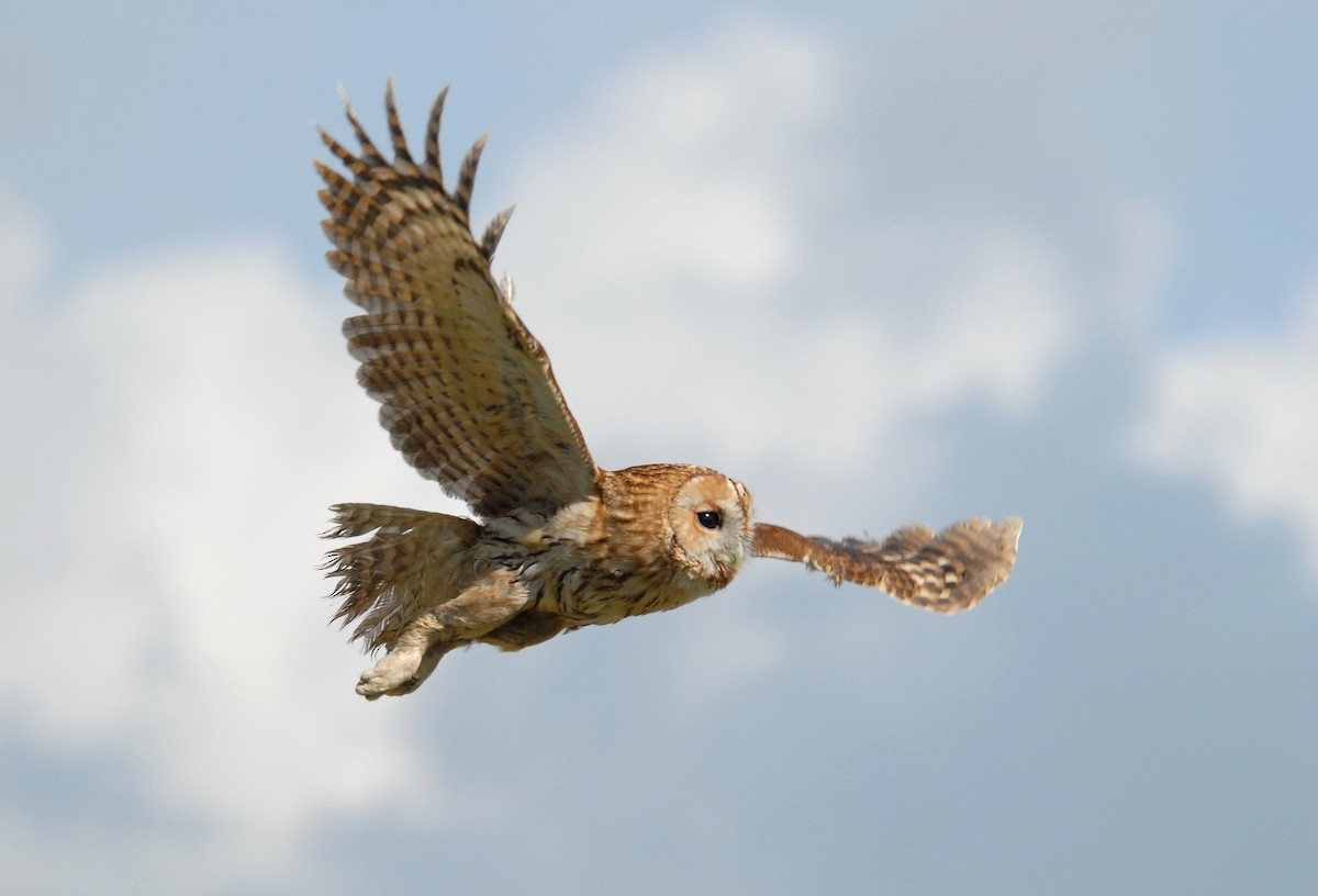 Tawny Owl - ML293406911