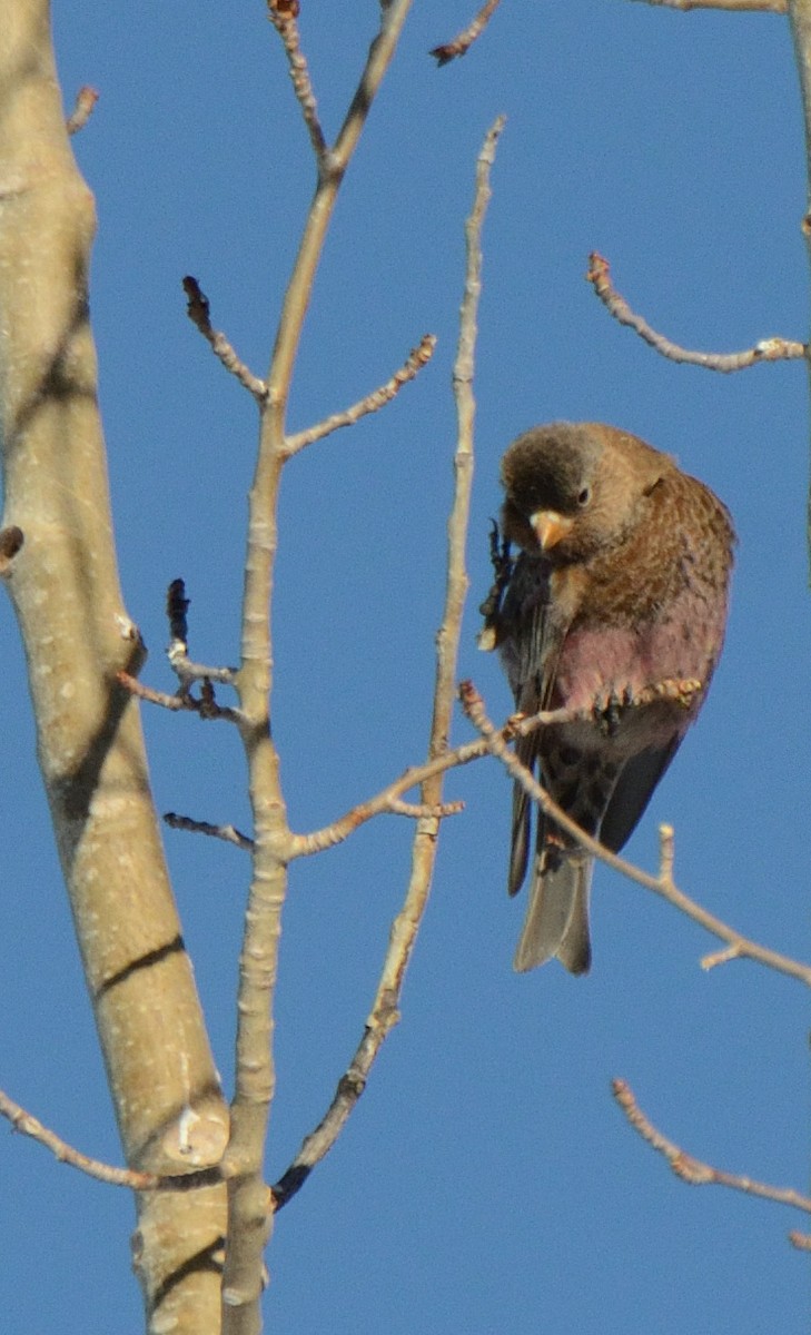 Brown-capped Rosy-Finch - ML293408721