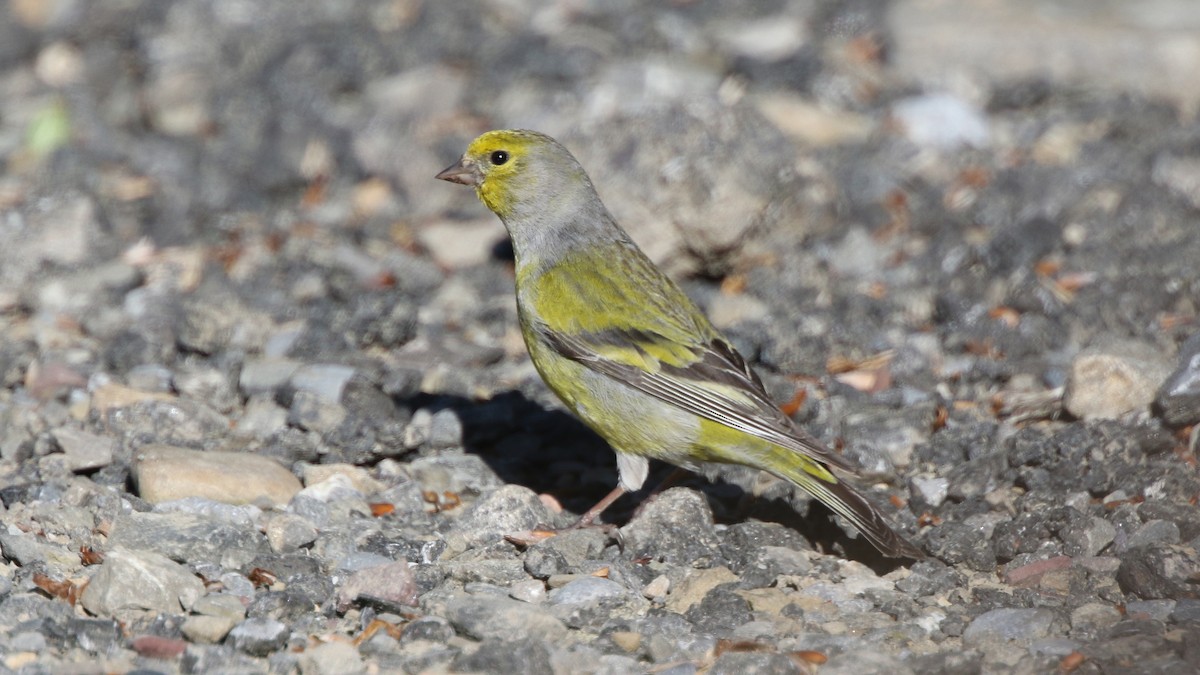 Citril Finch - ML29340891