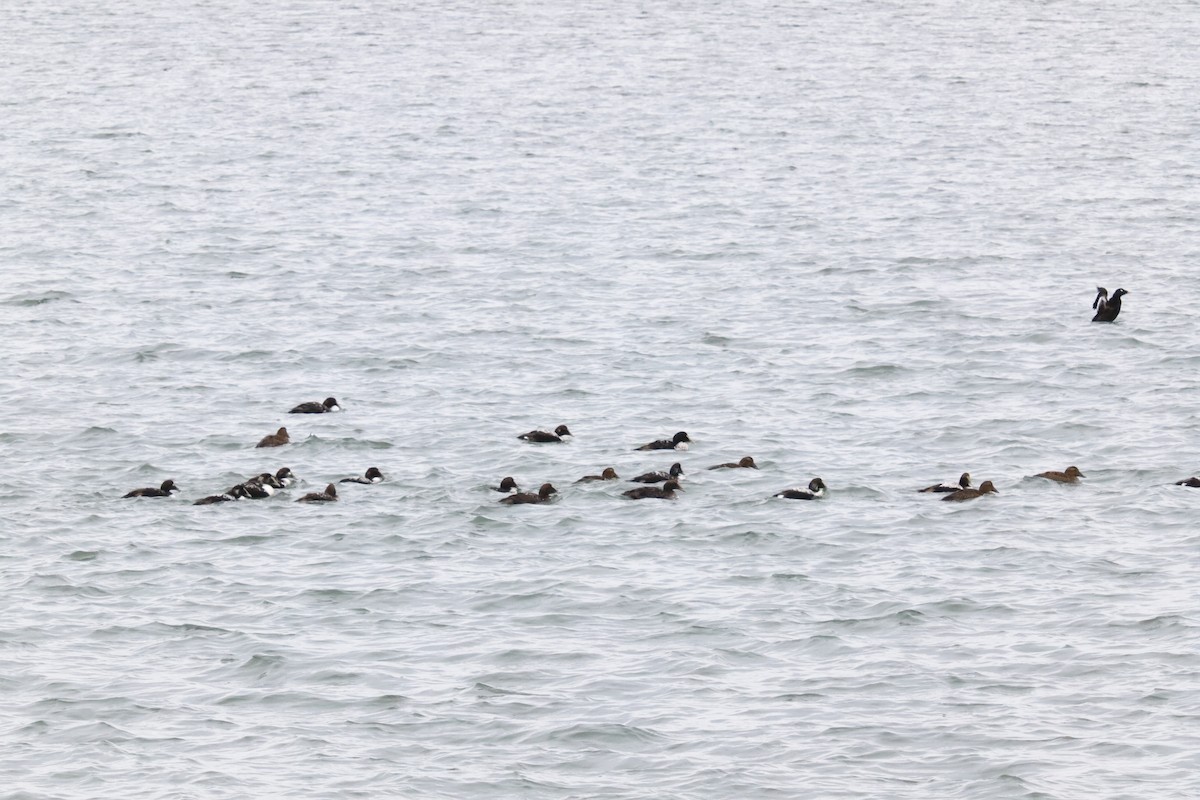 White-winged Scoter - T Remy