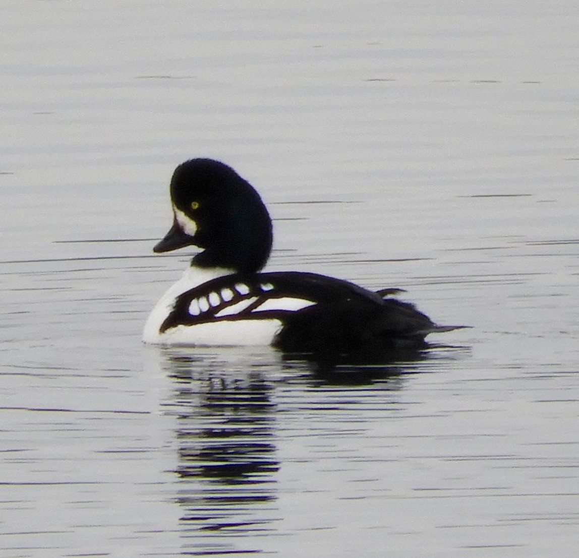 Barrow's Goldeneye - Justine Hanson