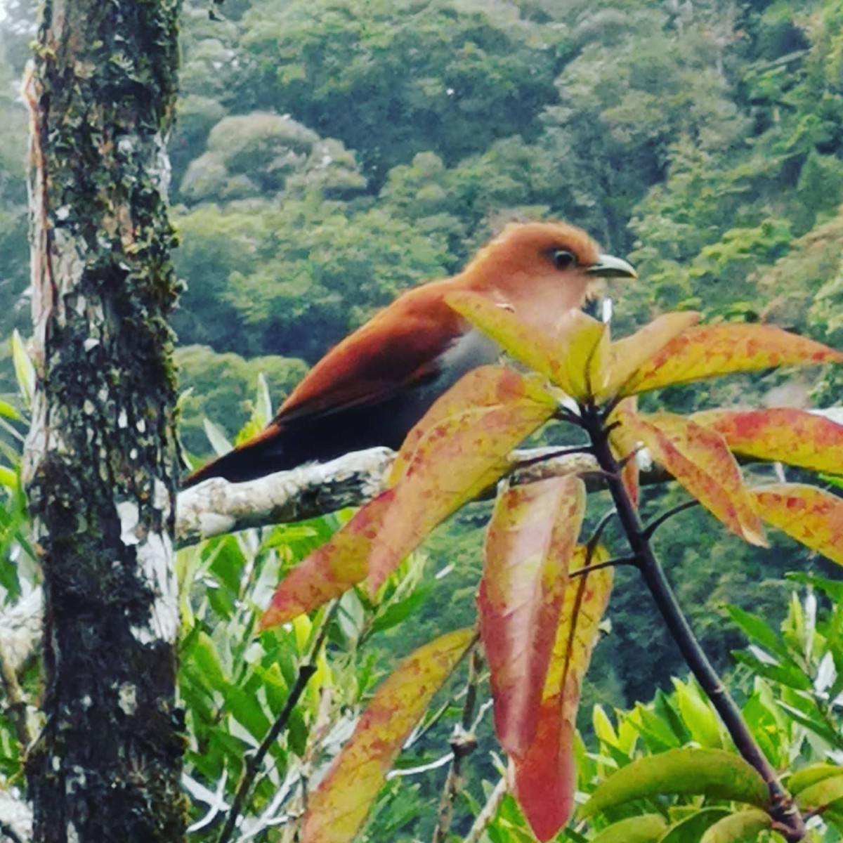 Squirrel Cuckoo - ML293411361