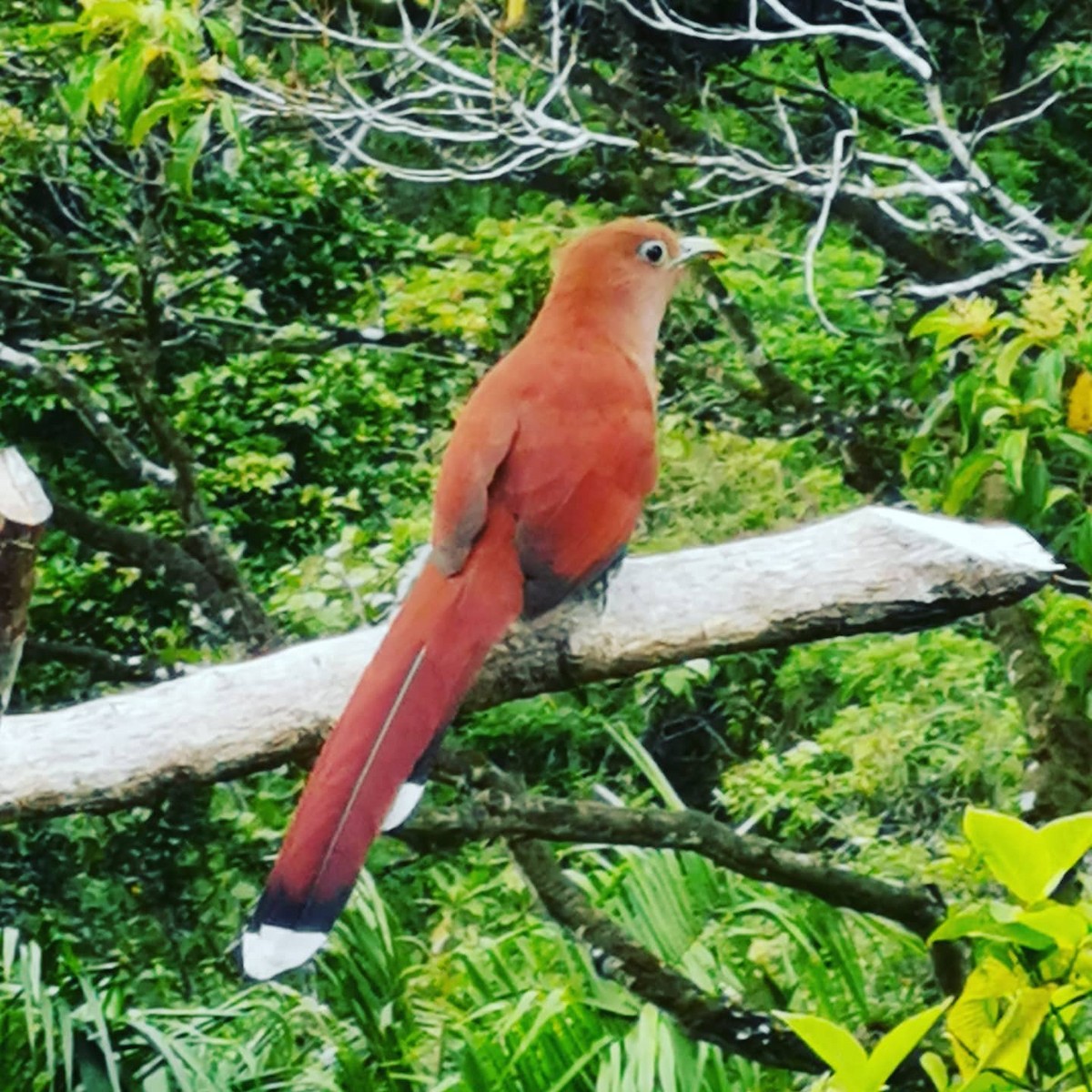 Squirrel Cuckoo - ML293411381