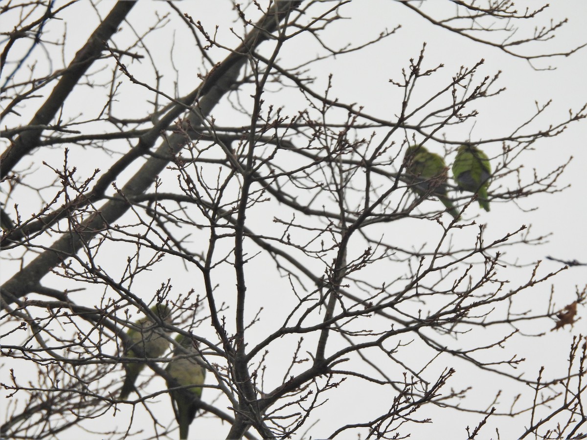 Monk Parakeet - ML293413421