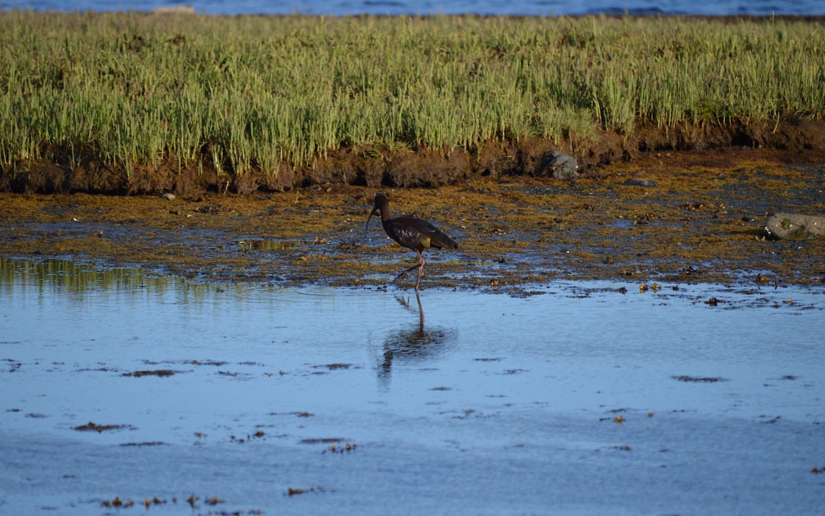 Ibis à face blanche - ML29341501