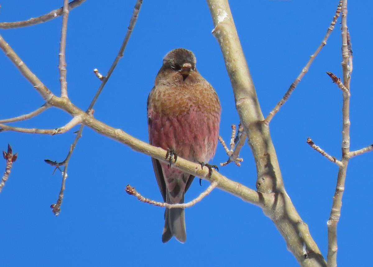 Brown-capped Rosy-Finch - ML293415461