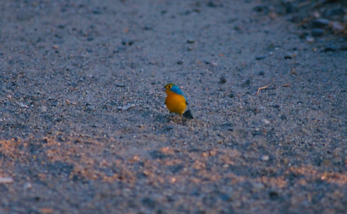 Orange-breasted Bunting - ML293415601