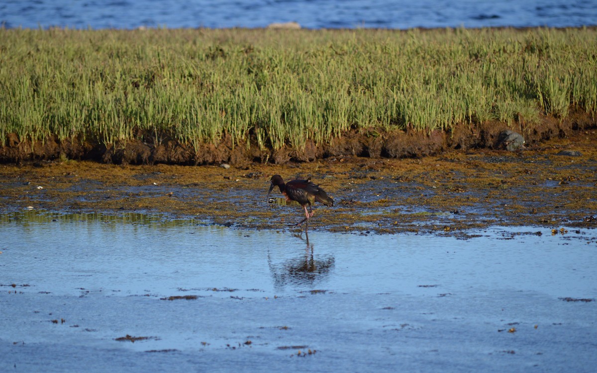 Ibis à face blanche - ML29341561