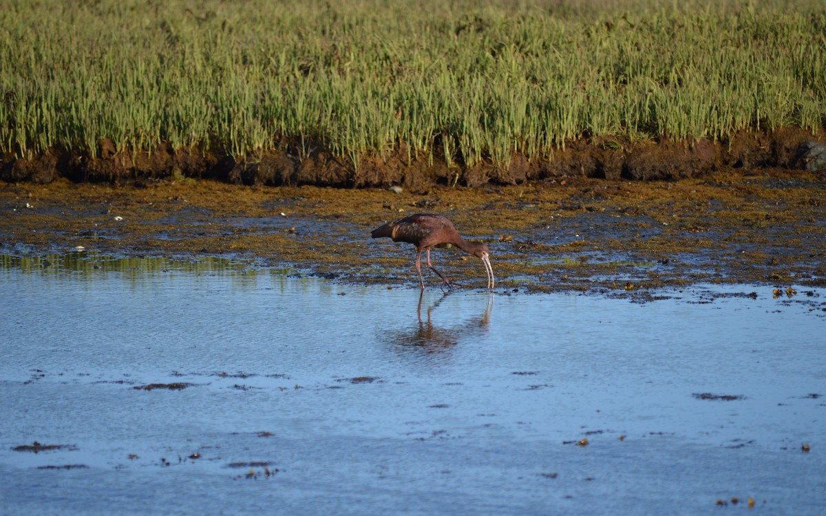 Ibis à face blanche - ML29341581