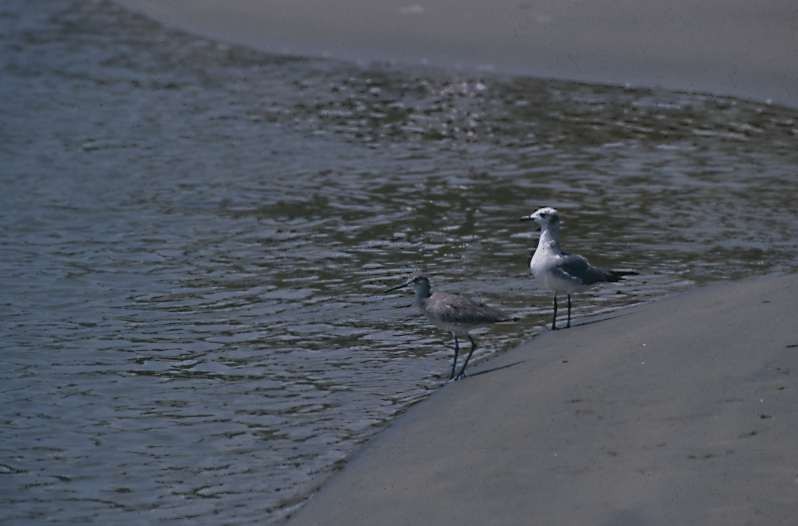 Laughing Gull - ML293415921