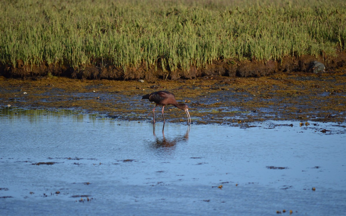 White-faced Ibis - Jason Colon