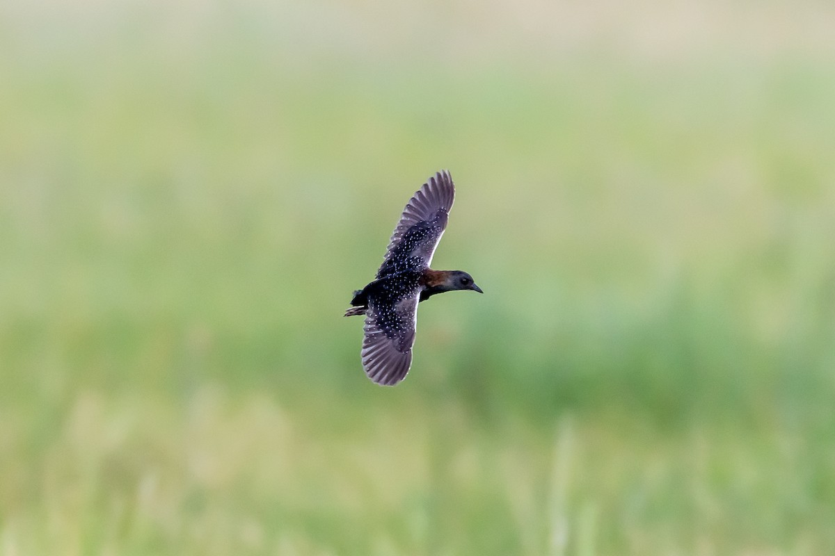 Black Rail - Jesse Huth