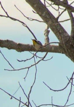 Yellow-throated Warbler - ML293416921