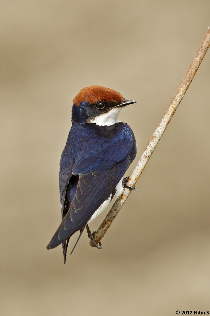 Wire-tailed Swallow - ML293418931