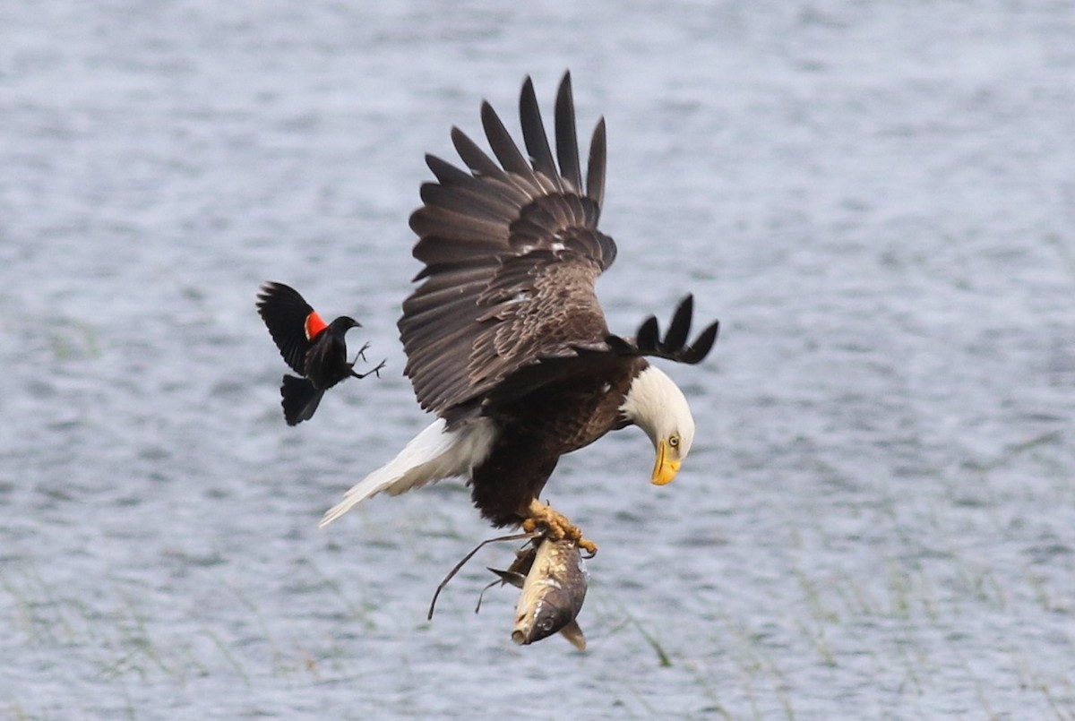 Weißkopf-Seeadler - ML29341901