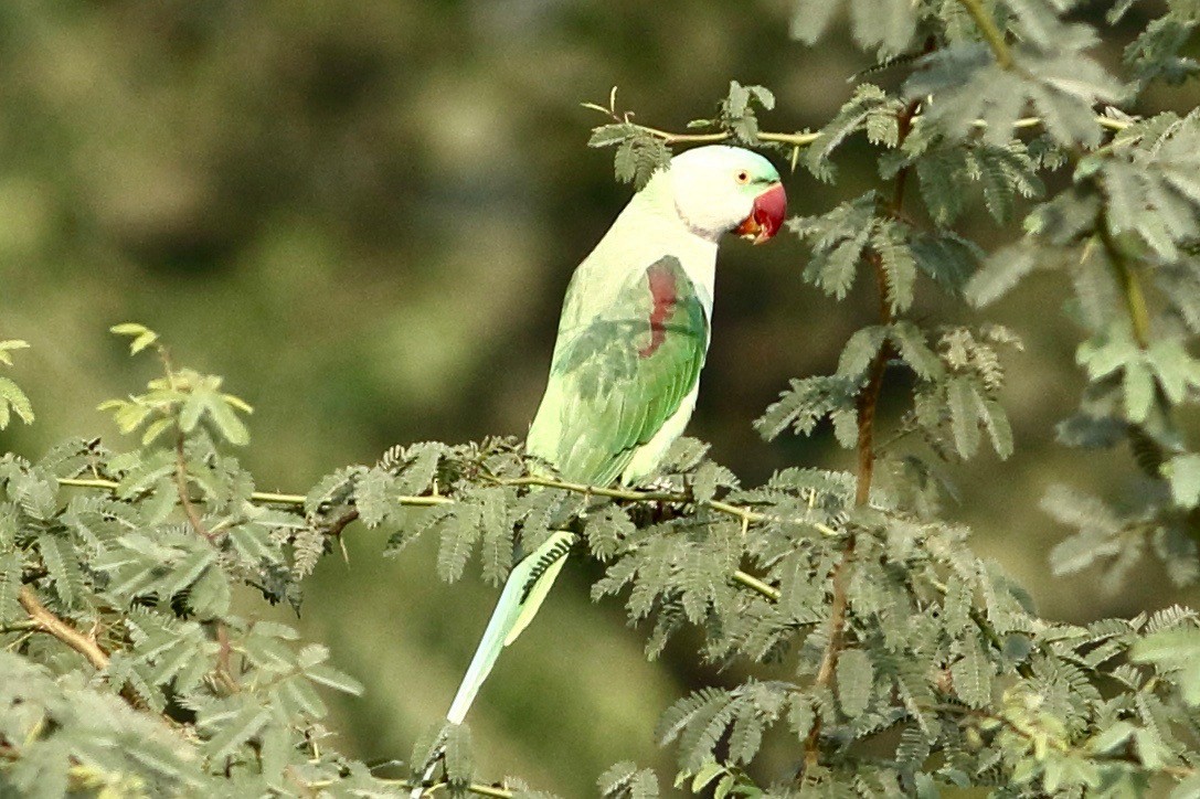 Alexandrine Parakeet - ML293422031