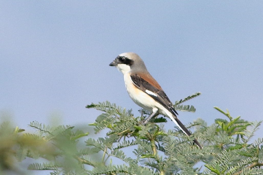 חנקן הודי - ML293422291